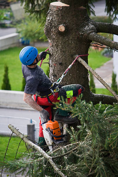  Slater, IA Tree Services Pros